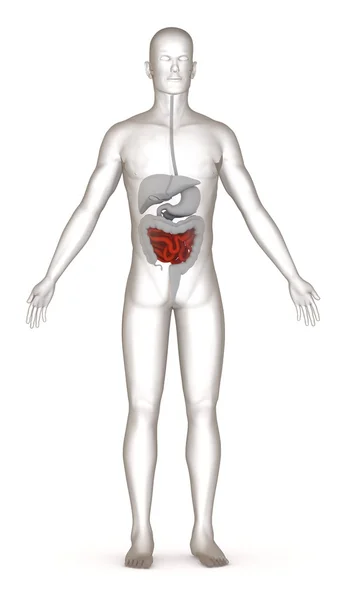 Renderização 3d de caráter artificial com sistema digestivo — Fotografia de Stock