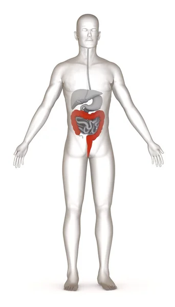 3d renderizado de carácter artificial con sistema digestivo — Foto de Stock