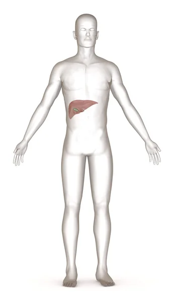 3d render of artificial character with liver — Stock Photo, Image