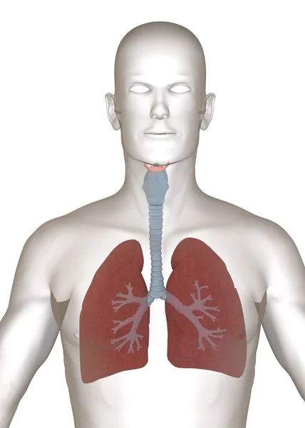 Renderização 3d de caráter artificial com pulmões — Fotografia de Stock