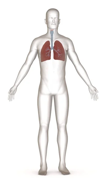 Renderização 3d de caráter artificial com pulmões — Fotografia de Stock