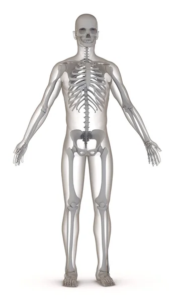 3D renderowania sztuczny charakter z szkielet — Zdjęcie stockowe