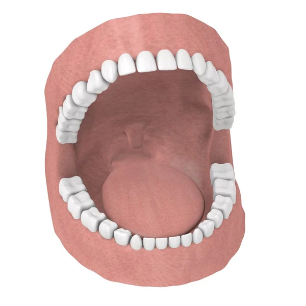 3d 呈现器的人类的牙齿 — 图库照片
