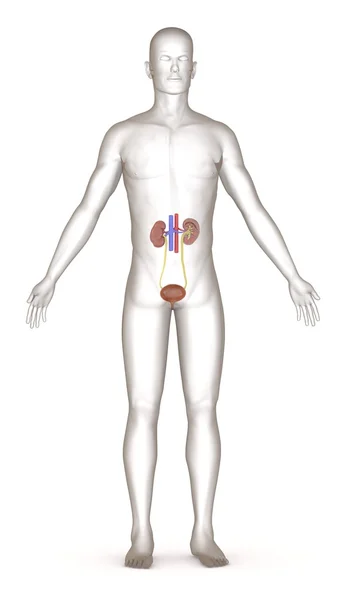 3d render of artifical character with urinary system — Stock Photo, Image