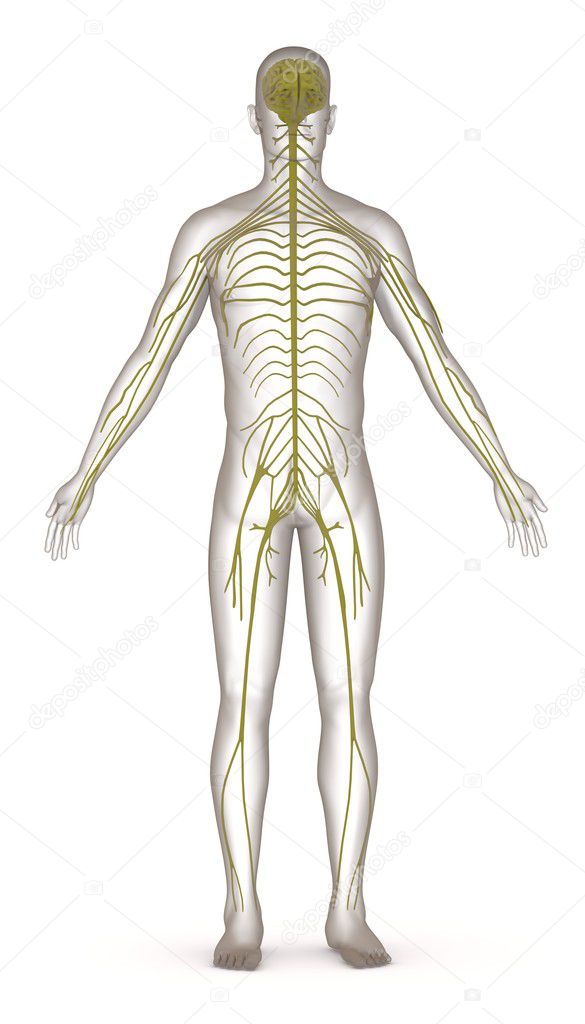 3d render of artificial character with nervous system