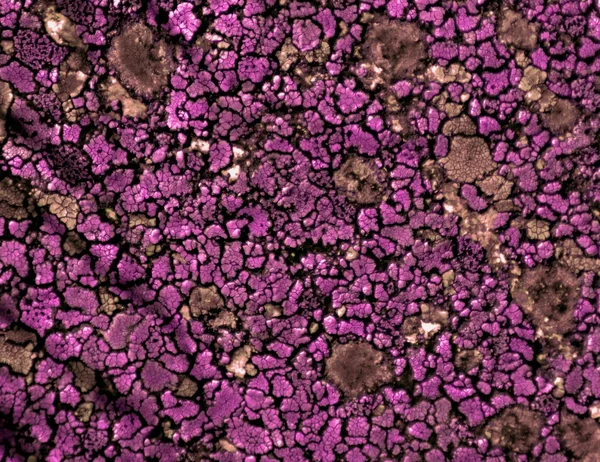 Růžová textura — Stock fotografie