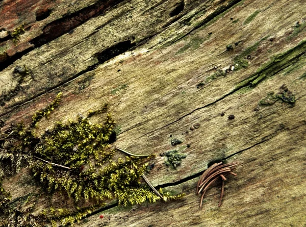 Forest moss op hout — Stockfoto