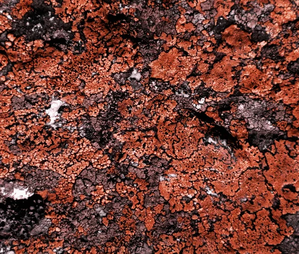 Oranžový moss textura — Stock fotografie