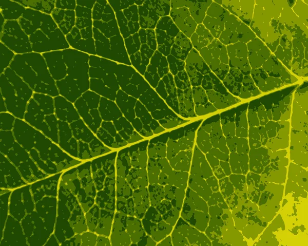 Árvore de folhas de textura — Fotografia de Stock