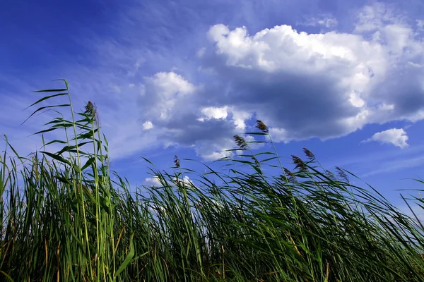 stock image Summer wind