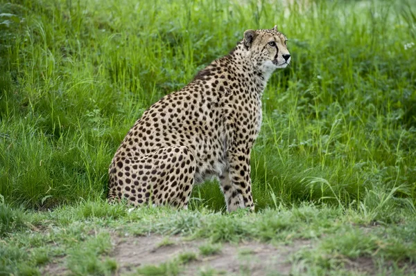 Gepard na lovu — Stock fotografie