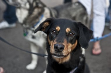 Rotweiler Staring clipart