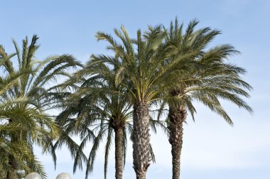 canlı palmiye ağaçları