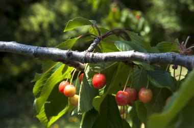 vahşi berry bitki