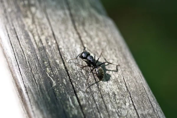 Ant Outside — Stock Photo, Image