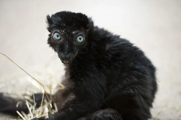 Black Lemur — Stock fotografie