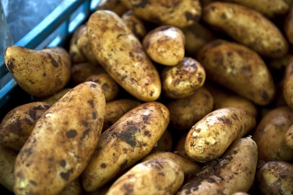 脏土豆 — 图库照片