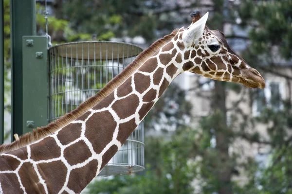 Giraffe Profile — Stock Photo, Image