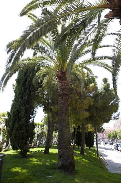 Пальмова дерево трави — стокове фото