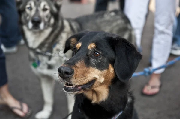 stock image Rottweiler Side