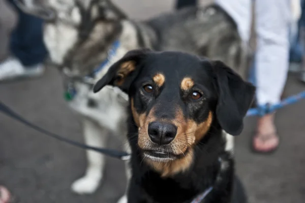 Stock image Rotweiler Staring