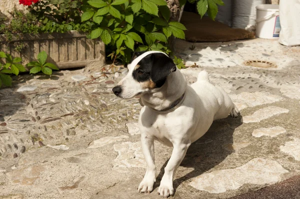 stock image Spot Dog