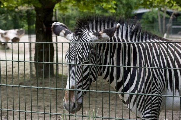 Zebra Outside — Stock Photo, Image