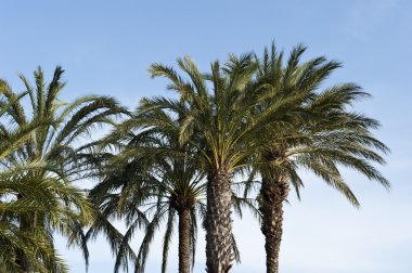 Palmiye ağaçları zemin