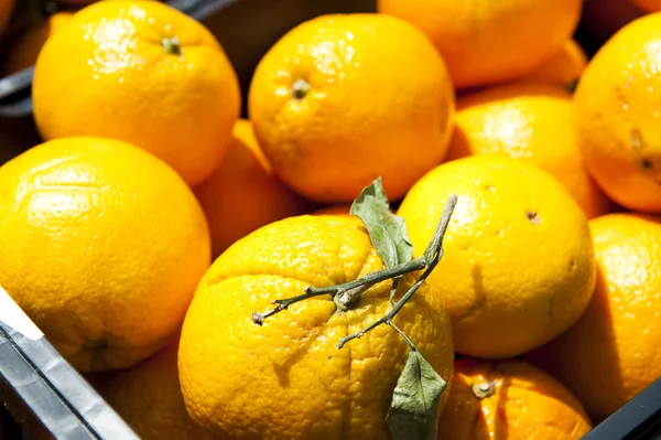 Jasny żółty cytryny — Zdjęcie stockowe