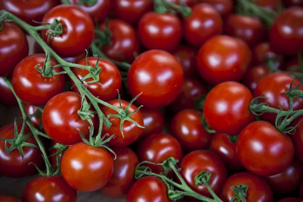 Bunch av tomater – stockfoto