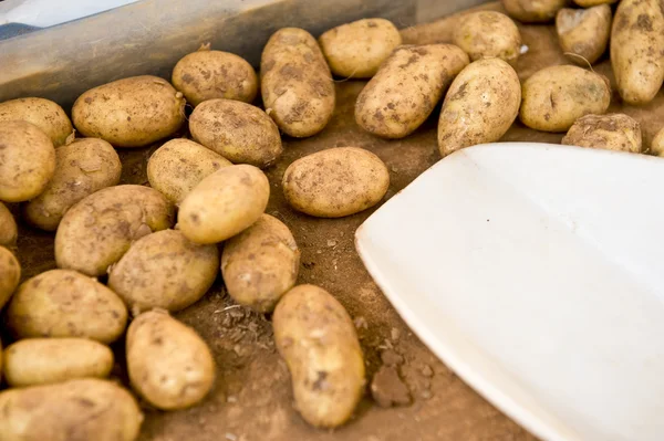种植土豆 — 图库照片