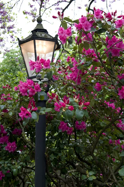Flowers And Light Post — Stock Photo, Image