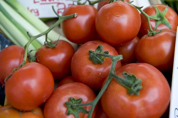 Cultivo de tomates — Fotografia de Stock