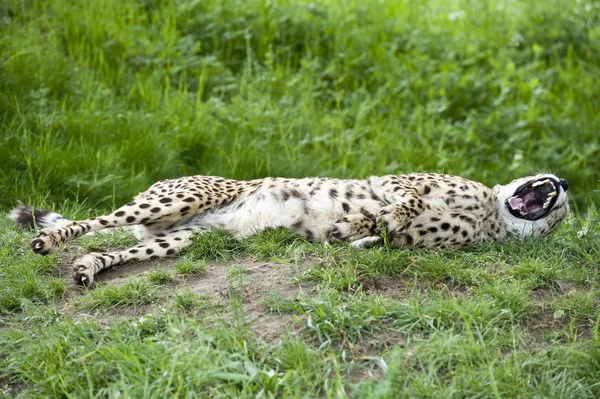 Cheetah ringhiante — Foto Stock