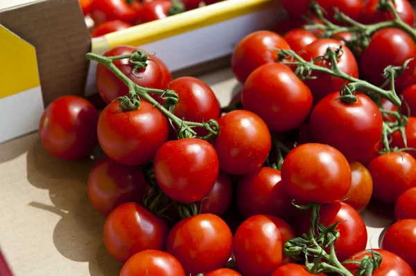 Małe pomidory — Zdjęcie stockowe