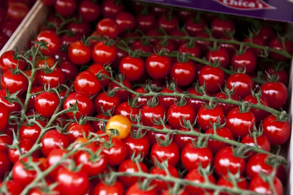 Svært små tomater – stockfoto