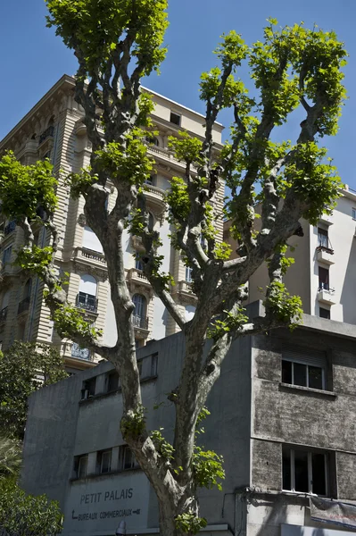 Ницца Франция листва — стоковое фото