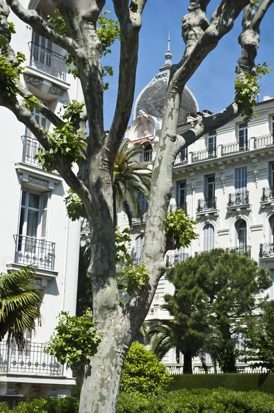 Árbol de Nice Francia — Foto de Stock