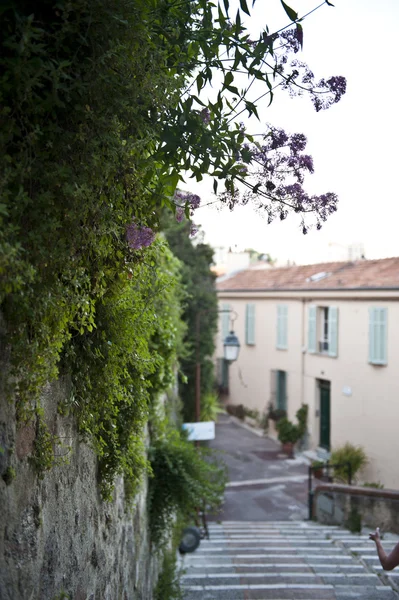 Purple Trees Cannes — Stock Photo, Image