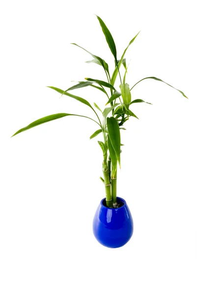 Plant in a pot — Stock Photo, Image