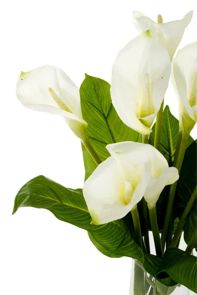 stock image White Flowers