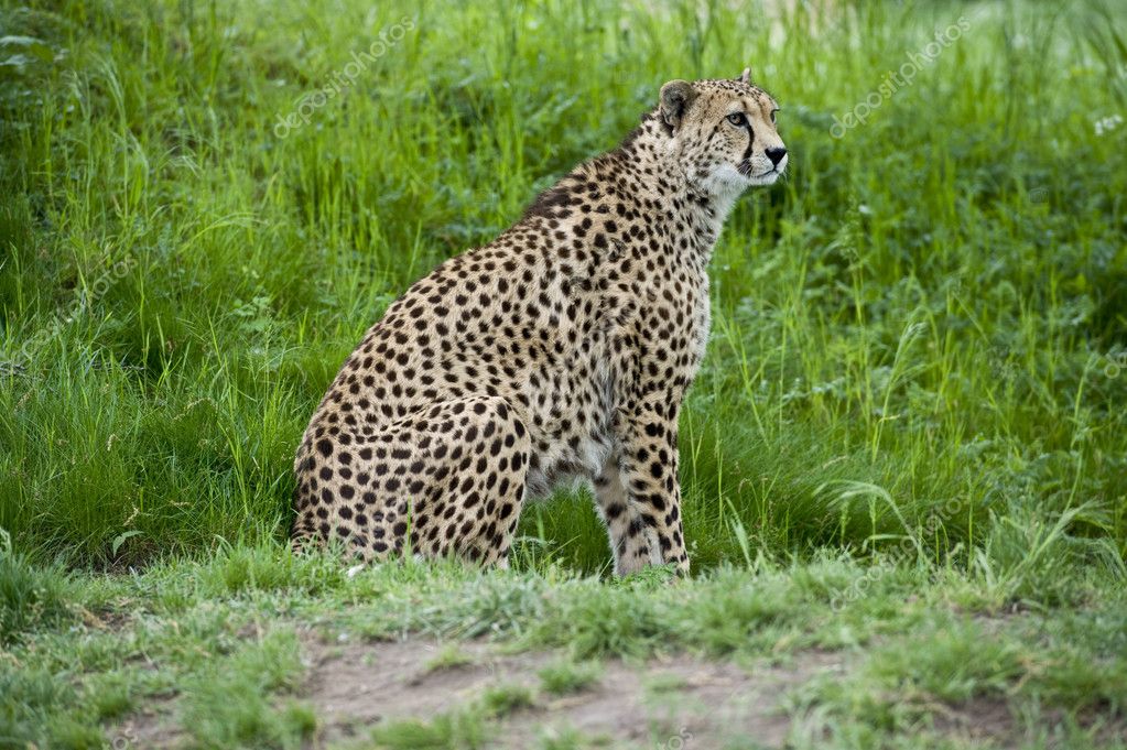 Cheetah on the Prowl Stock Photo by ©eugenef 10632697