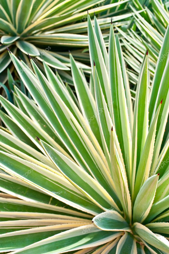 Spikey Tropical Plant — Stock Photo © chrishowey #10271837