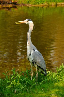 büyük mavi ayakta heron sunny d göl Parkı