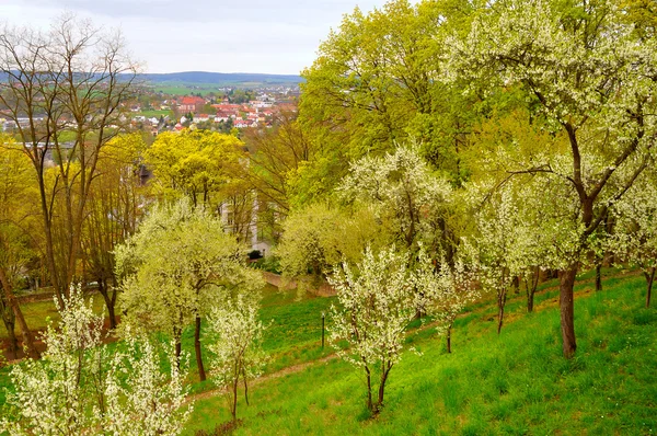 stock image Blooming cherry trees in the garden near Men Monastery on a Frau