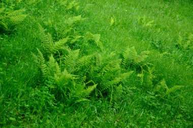 Fern, fulda, hessen, ger schloss fasanarie bir yaz parkta