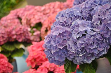 Blue hydrangea bodensee blossing in Keukenhof park in Holland clipart