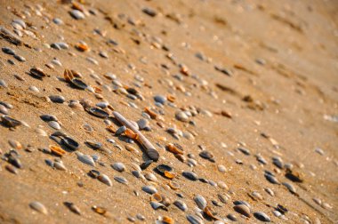 Zandvoort (Kuzey Denizi Hollanda'da kum plajında deniz kabuklarını