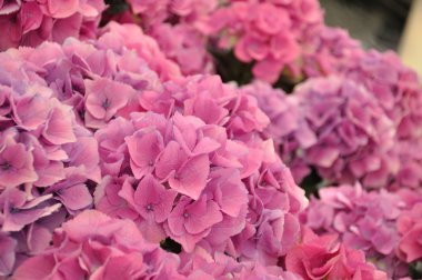 Pink hydrangea bodensee blossing in Keukenhof park in Holland clipart