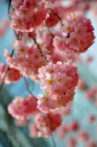 Beautiful pink spring flowers (Prunus triloba) on blue sky backg — Stock Photo, Image